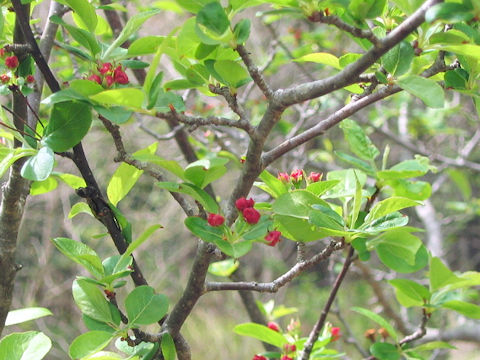 Malus baccata var. himalaica