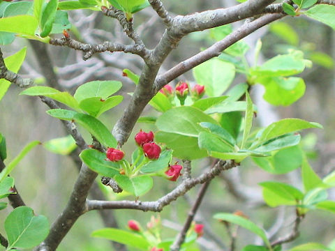 Malus baccata var. himalaica