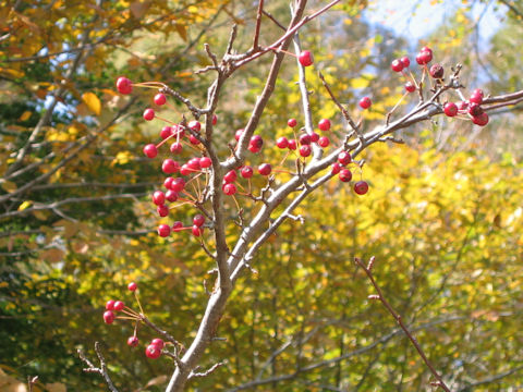 Malus baccata var. himalaica