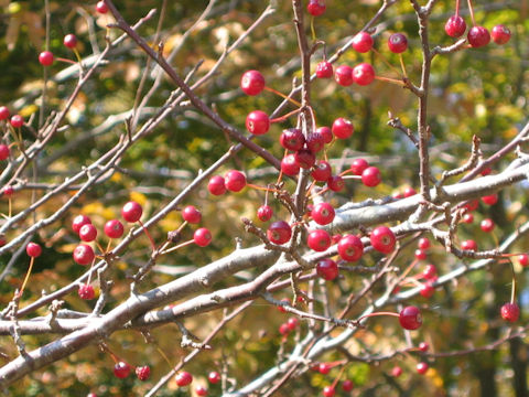 Malus baccata var. himalaica