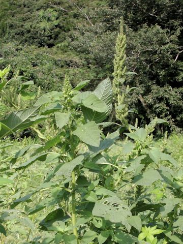 Amaranthus patulus