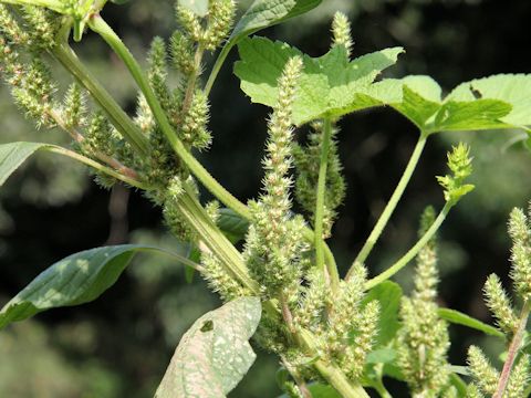 Amaranthus patulus