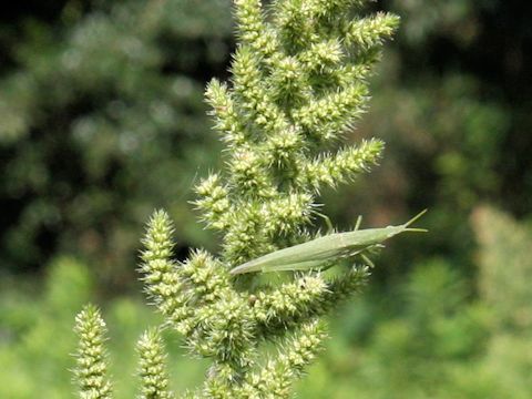 Amaranthus patulus