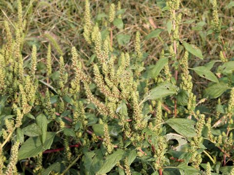 Amaranthus patulus