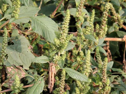 Amaranthus patulus