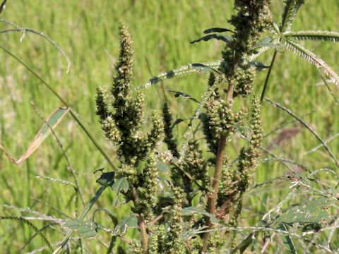 Amaranthus patulus