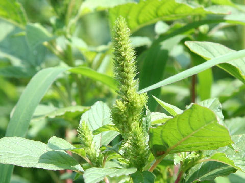 Amaranthus patulus