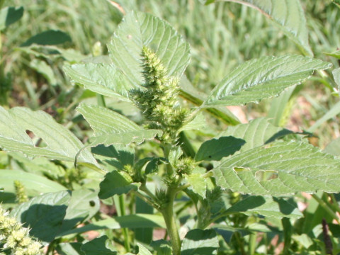 Amaranthus patulus