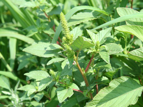 Amaranthus patulus