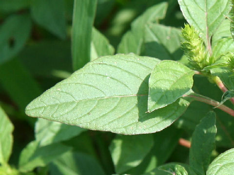 Amaranthus patulus