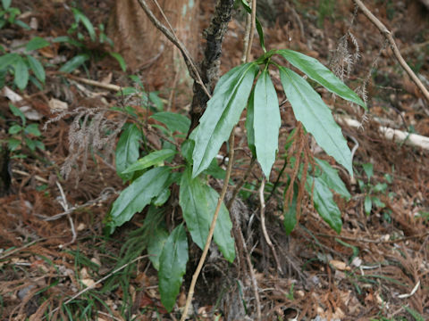 Aucuba japonica f. longifolia