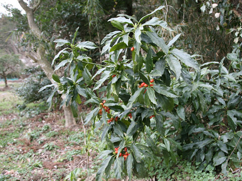 Aucuba japonica f. longifolia