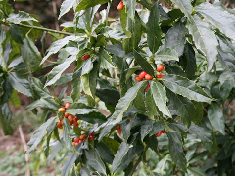 Aucuba japonica f. longifolia