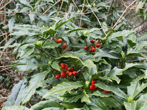 Aucuba japonica f. longifolia