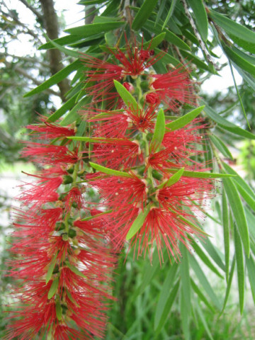 Callistemon linearis