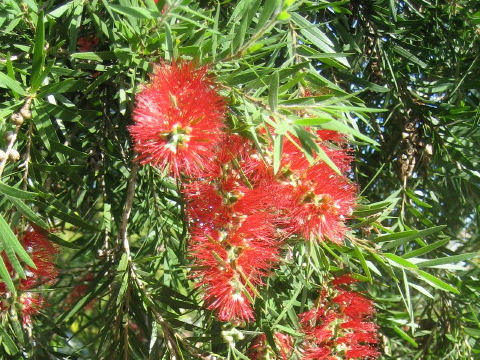 Callistemon linearis