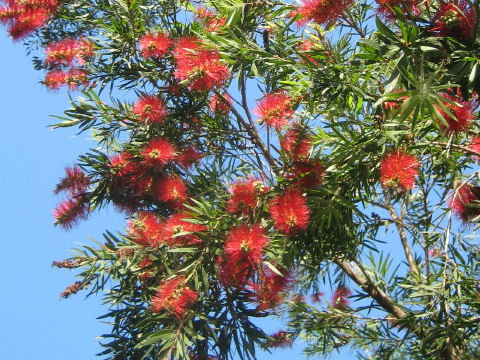 Callistemon linearis