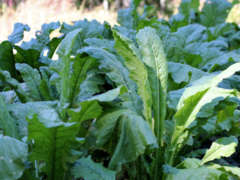 Brassica campestris var. glabra