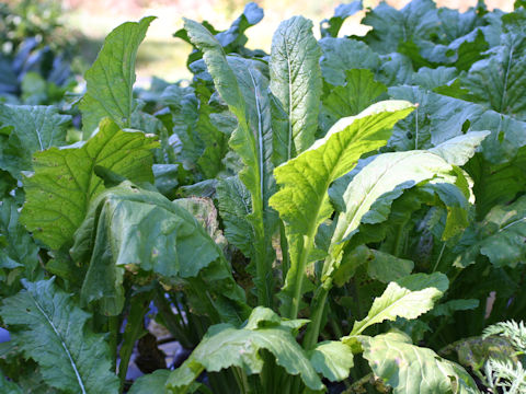 Brassica campestris var. glabra