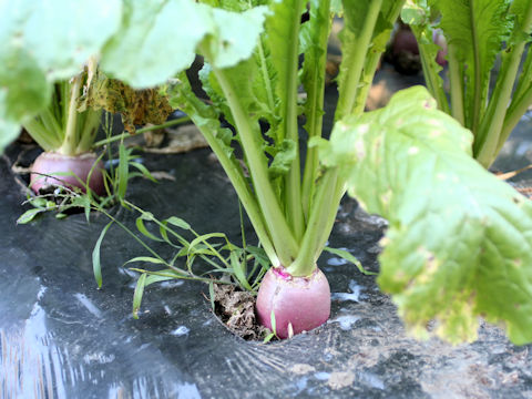 Brassica campestris var. glabra