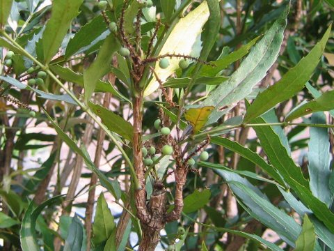 Mahonia fortunei