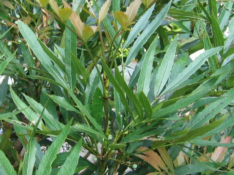 Mahonia fortunei