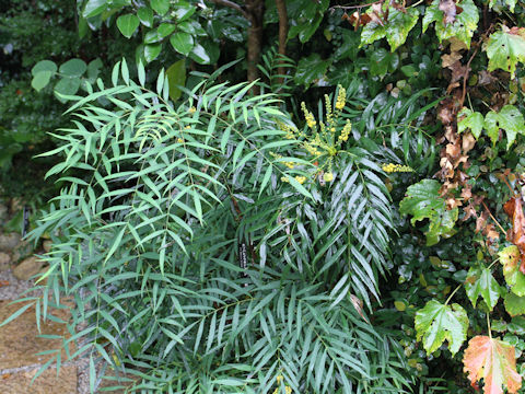 Mahonia fortunei