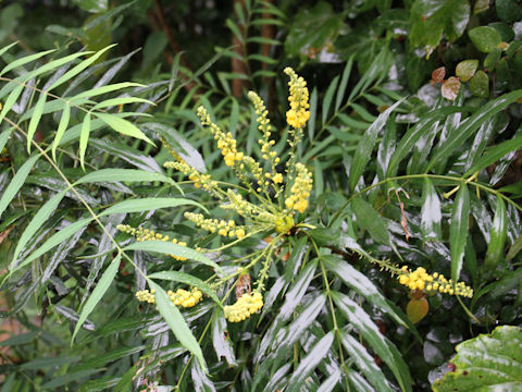 Mahonia fortunei