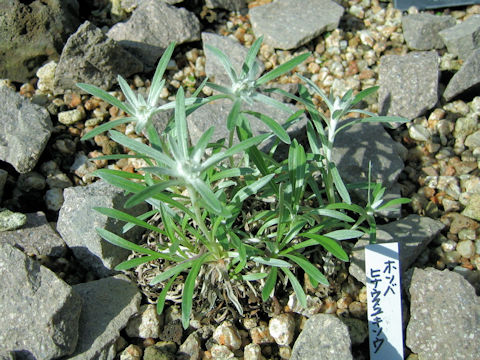 Leontopodium fauriei var. angustifolium