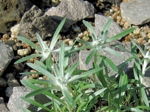 Leontopodium fauriei var. angustifolium