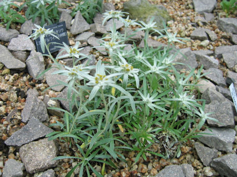 Leontopodium fauriei var. angustifolium