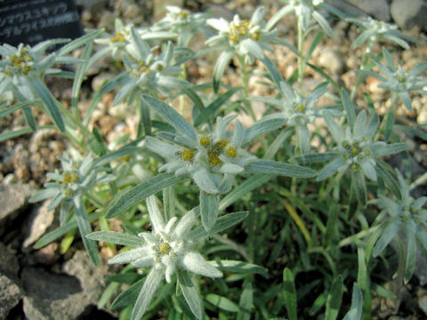 Leontopodium fauriei var. angustifolium