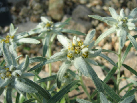 Leontopodium fauriei var. angustifolium