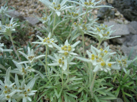 Leontopodium fauriei var. angustifolium