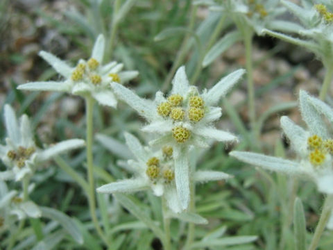 Leontopodium fauriei var. angustifolium