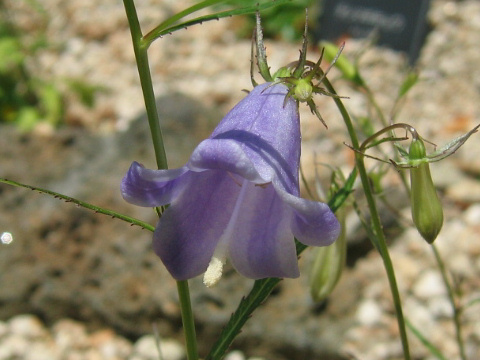 Adenophora nikoensis f. linearifolia