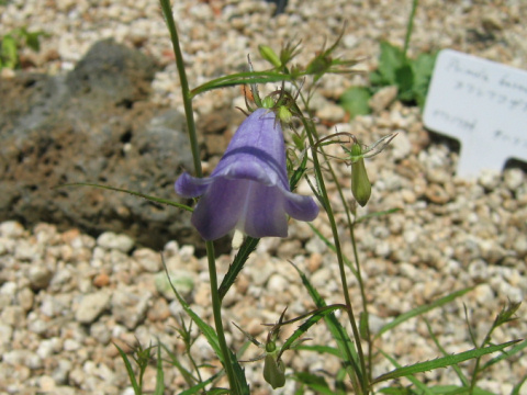 Adenophora nikoensis f. linearifolia