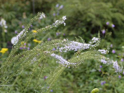 Pseudolysimachion linariifolium