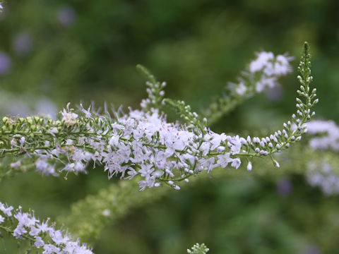 Pseudolysimachion linariifolium