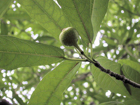 Ficus erecta var. sieboldii