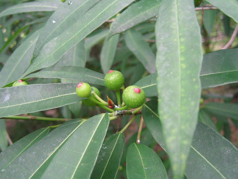 Ficus erecta var. sieboldii