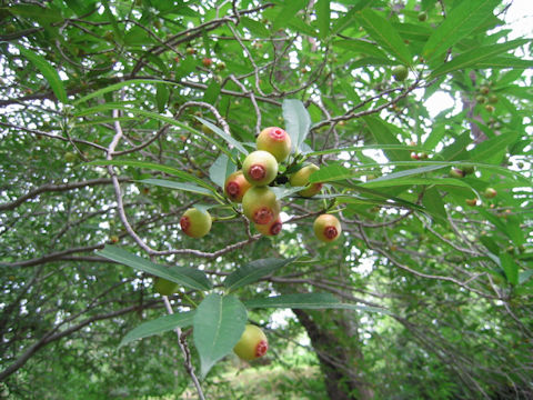 Ficus erecta var. sieboldii