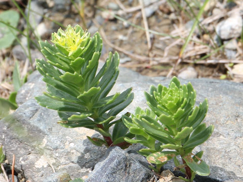 Rhodiola ishidae