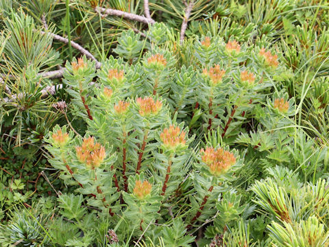 Rhodiola ishidae