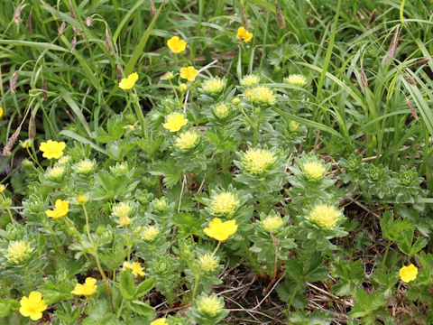 Rhodiola ishidae