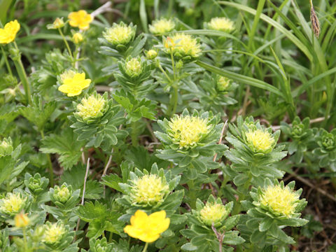 Rhodiola ishidae