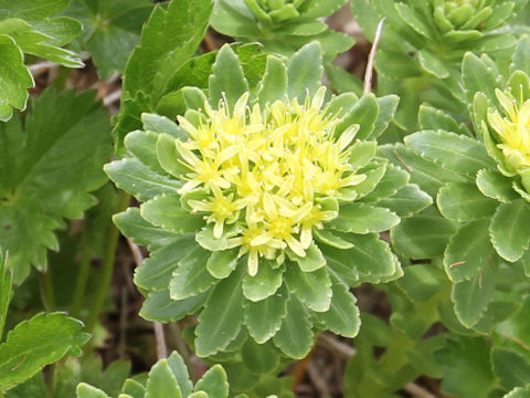 Rhodiola ishidae