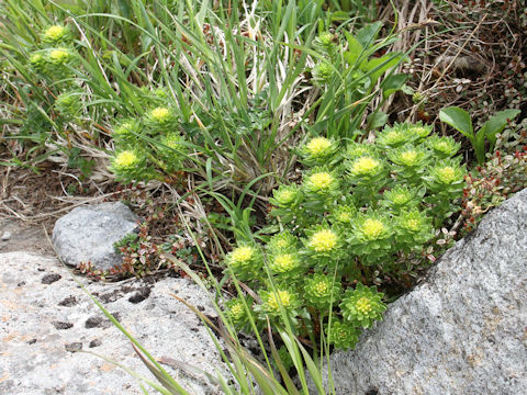 Rhodiola ishidae