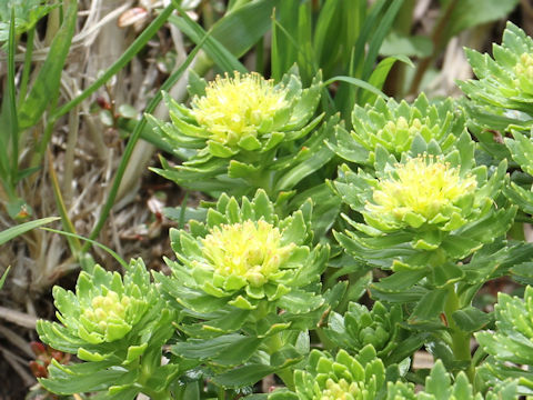 Rhodiola ishidae