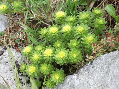 Rhodiola ishidae